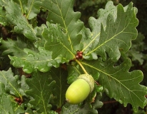 Дуб черешчатый, или Дуб летний (Quercus robur) | Травушка-муравушка